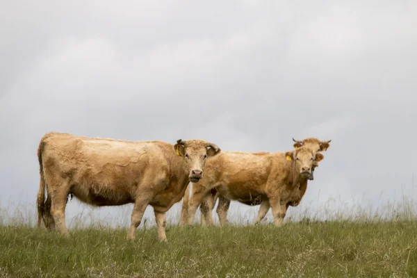 Vacas marrons pastando o pasto — Fotografia de Stock