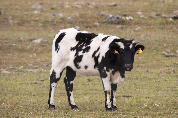 Jovem vaca branca e preta pastando o pasto — Fotografia de Stock