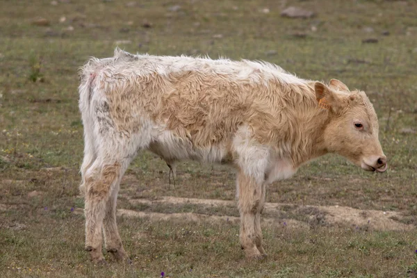 Коричнева корова пасе пасовище — стокове фото