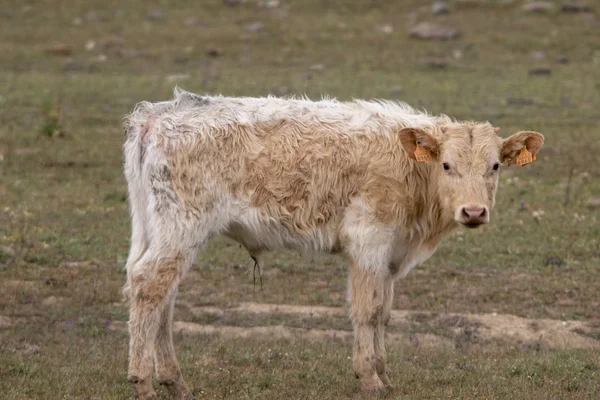 Vaca marrom pastando o pasto — Fotografia de Stock