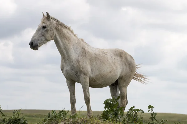 Caballo blanco en la cima de una pequeña colina —  Fotos de Stock