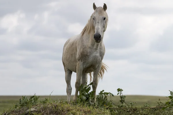 Cavalo branco no topo de uma pequena colina — Fotografia de Stock