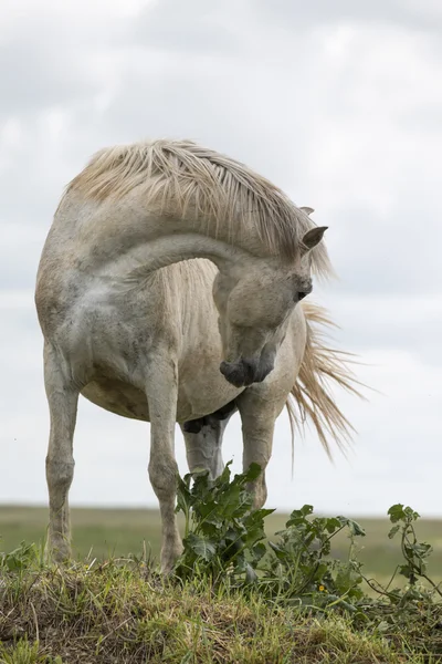 Cavalo branco no topo de uma pequena colina — Fotografia de Stock