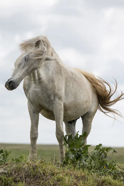 Cavalo branco no topo de uma pequena colina — Fotografia de Stock