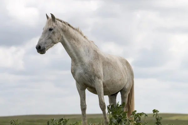 Witte paard op de top van een kleine heuvel — Stockfoto