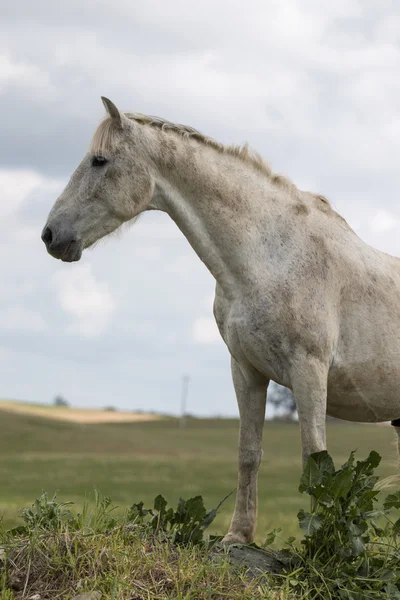 Caballo blanco en la cima de una pequeña colina —  Fotos de Stock