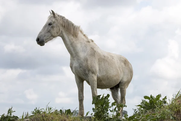 Caballo blanco en la cima de una pequeña colina —  Fotos de Stock