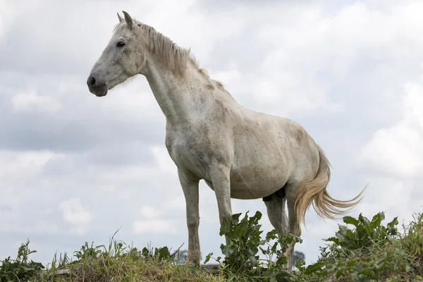 Caballo blanco en la cima de una pequeña colina —  Fotos de Stock