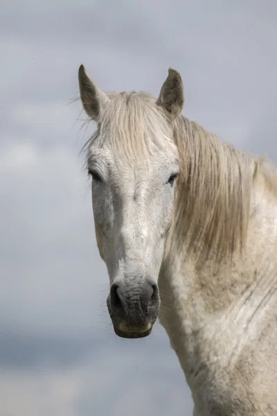 Caballo blanco en la cima de una pequeña colina —  Fotos de Stock