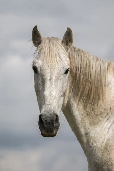 Cavalo branco no topo de uma pequena colina — Fotografia de Stock