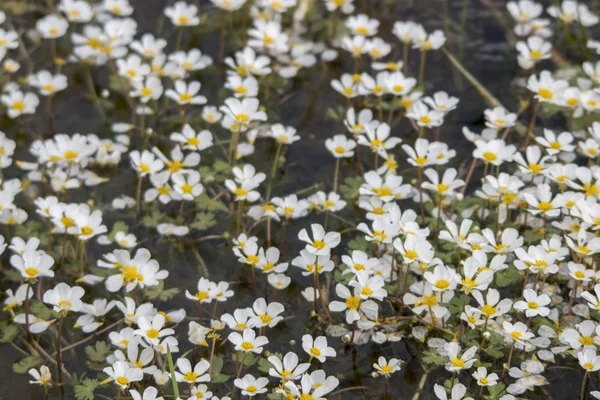 Fresh stream of water with white flowers — Stock Photo, Image