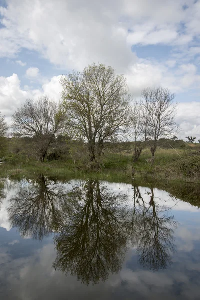 Scenic landscape of a fresh stream of water in the Alentejo — Stock Photo, Image