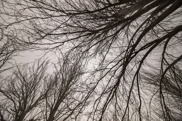光秃秃的光秃秃的树, 有许多树枝 — 图库照片
