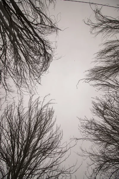 Árvores nuas nuas nuas com muitos ramos — Fotografia de Stock