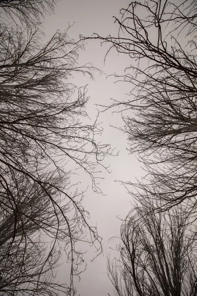 Bare naked  trees with many branches — Stock Photo, Image