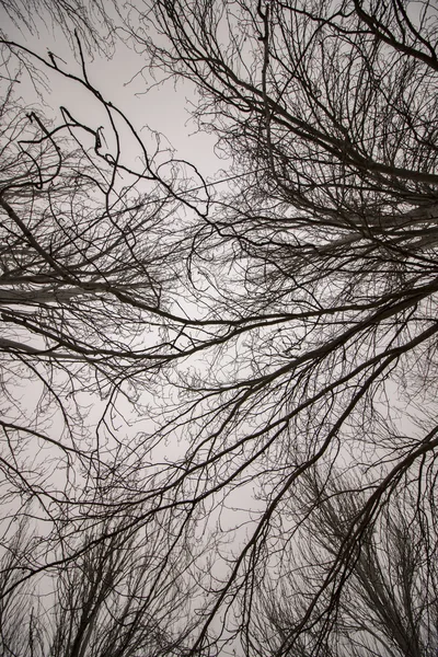 Árvores nuas nuas nuas com muitos ramos — Fotografia de Stock