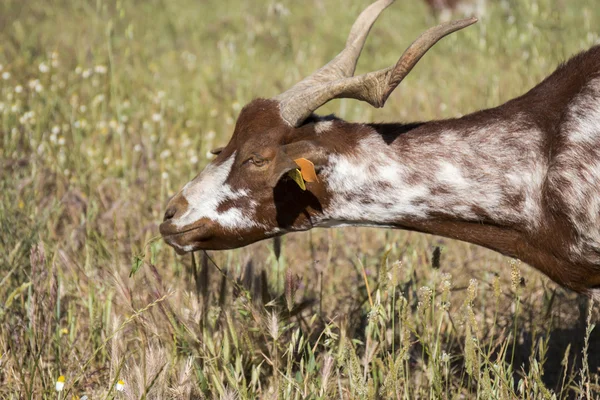 Cabra en un pasto en el campo —  Fotos de Stock