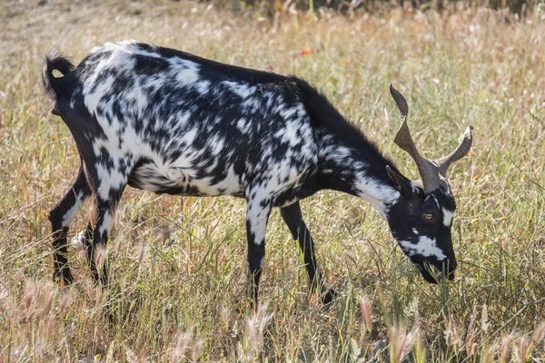 Ziege auf der Weide im Grünen — Stockfoto