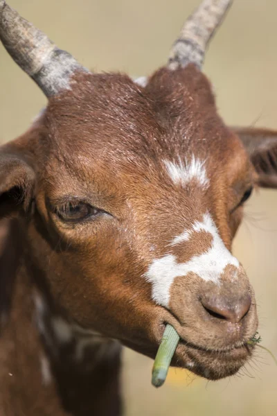 Head of brown goat in the countryside — Stock Photo, Image