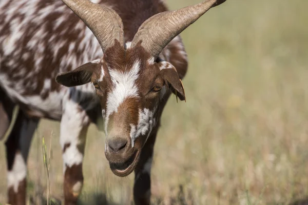 Cabeça de cabra marrom no campo — Fotografia de Stock