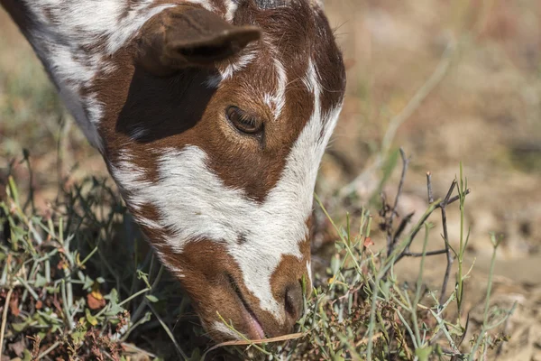 Cabeça de cabra marrom no campo — Fotografia de Stock