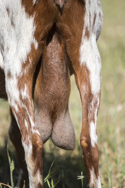 Cabra marrom em um pasto no campo — Fotografia de Stock