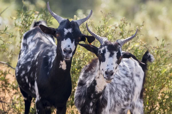 Geiten in een grasland op het platteland — Stockfoto