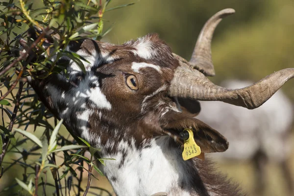 Kopf der braunen Ziege — Stockfoto