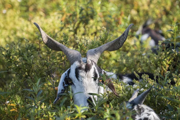 Zwarte en witte geit in een weiland — Stockfoto