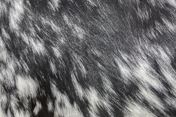 Textura de pêlo de cabra preto e branco — Fotografia de Stock