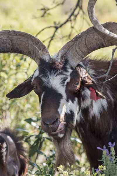 Cabeza de cabra marrón — Foto de Stock