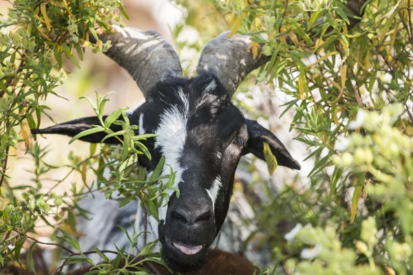 Cabra preta e branca em um pasto — Fotografia de Stock