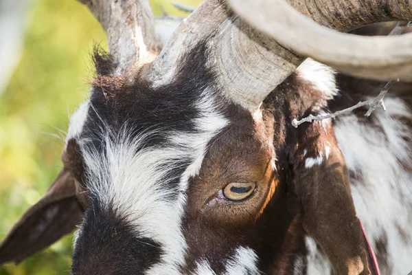 Коричневая коза на пастбище — стоковое фото