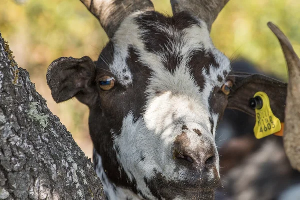 Braune Ziege auf einer Weide — Stockfoto