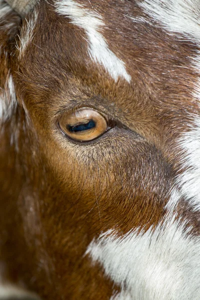 Hnědá koza v pastvinách — Stock fotografie