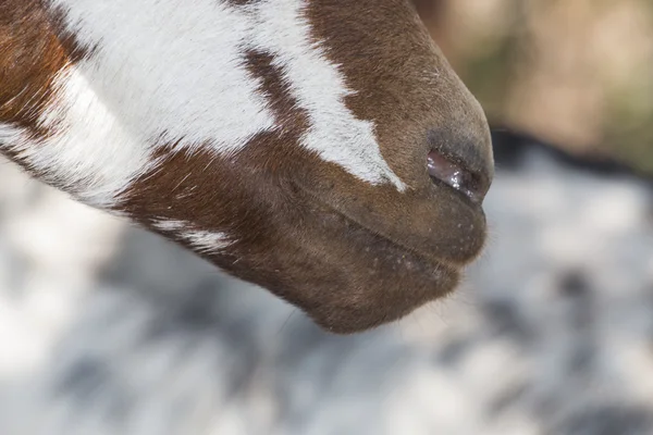 Brown goat in a pasture — Stock Photo, Image