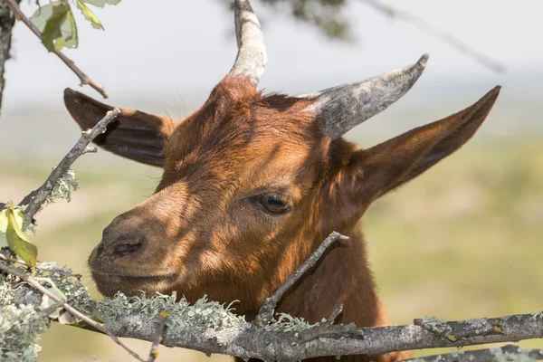 Hoofd van bruin geit — Stockfoto