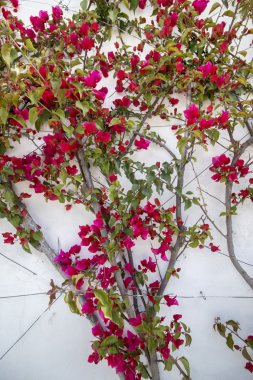güzel bougainvillea çiçek