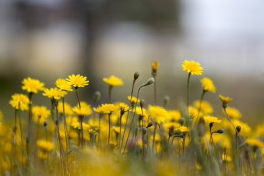 güzel bahar Karahindiba çiçeği