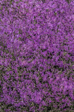 Mor Vygie Güney Afrika etli