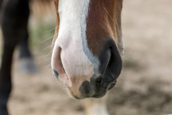 Bozal de un caballo —  Fotos de Stock