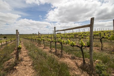 vineyard located in the Alentejo region clipart