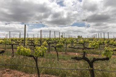 vineyard located in the Alentejo region clipart