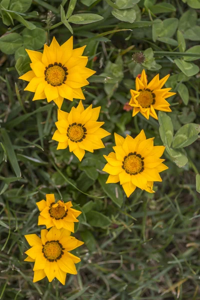 Gazania rigens yellow flowers — Stock Photo, Image