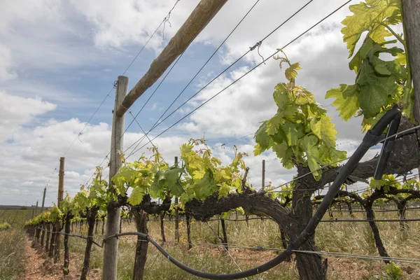 Vineyard located in the Alentejo region — Stock Photo, Image