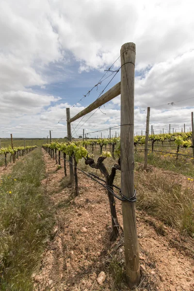 Vineyard located in the Alentejo region — Stock Photo, Image