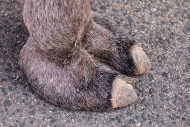 Castro Marim düzenlenen Ortaçağ Fuarı