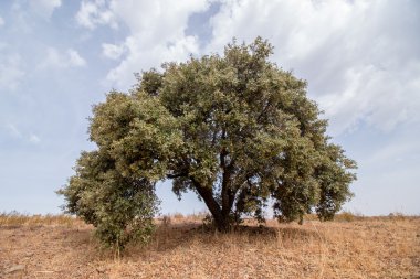 Hint inciri (opuntia ficus-indica) 