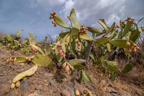 Fichi d'India (opuntia ficus-indica) ) — Foto Stock