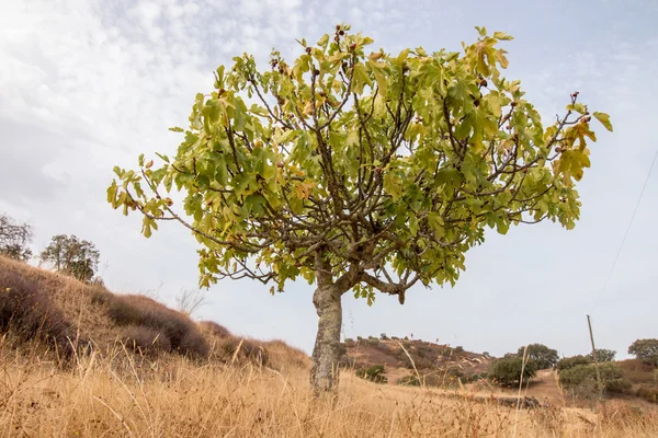 Dry landscape with a fig tree — Stock Photo, Image